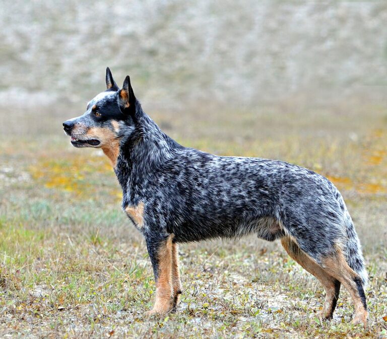 australian cattle dog vs kelpie