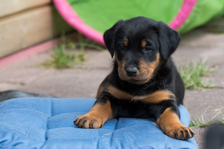 beauceron