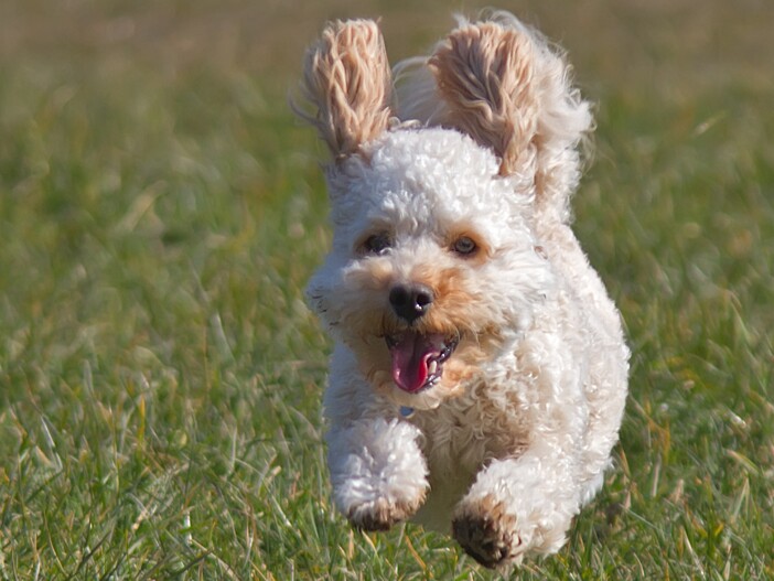 Maltipoo vs Cavapoo