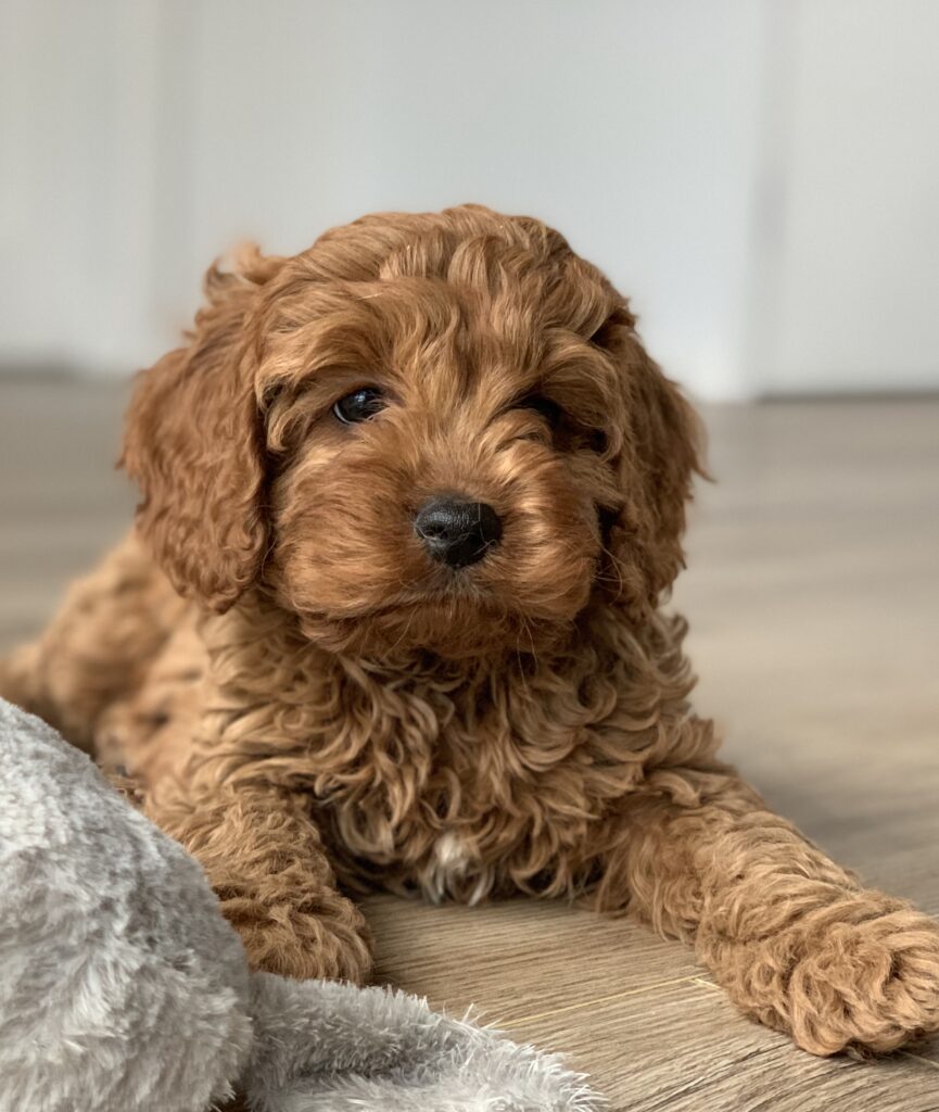 Maltipoo vs Cavapoo