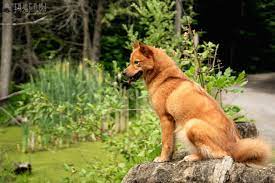 finnish spitz