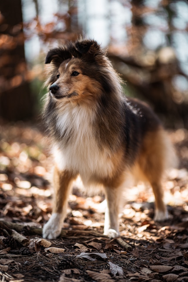 mini collie vs sheltie