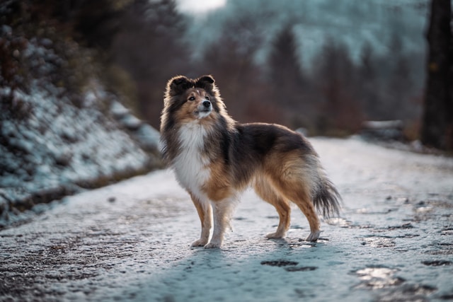 mini collie vs sheltie