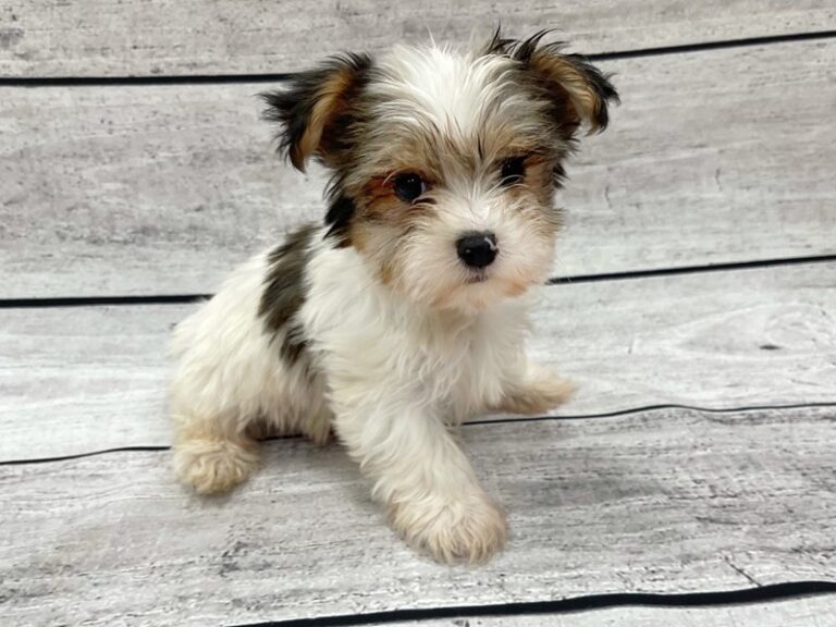 what is a parti yorkie
