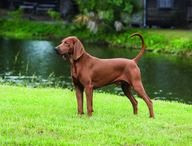 redbone coonhound dog