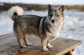 swedish vallhund dog breed